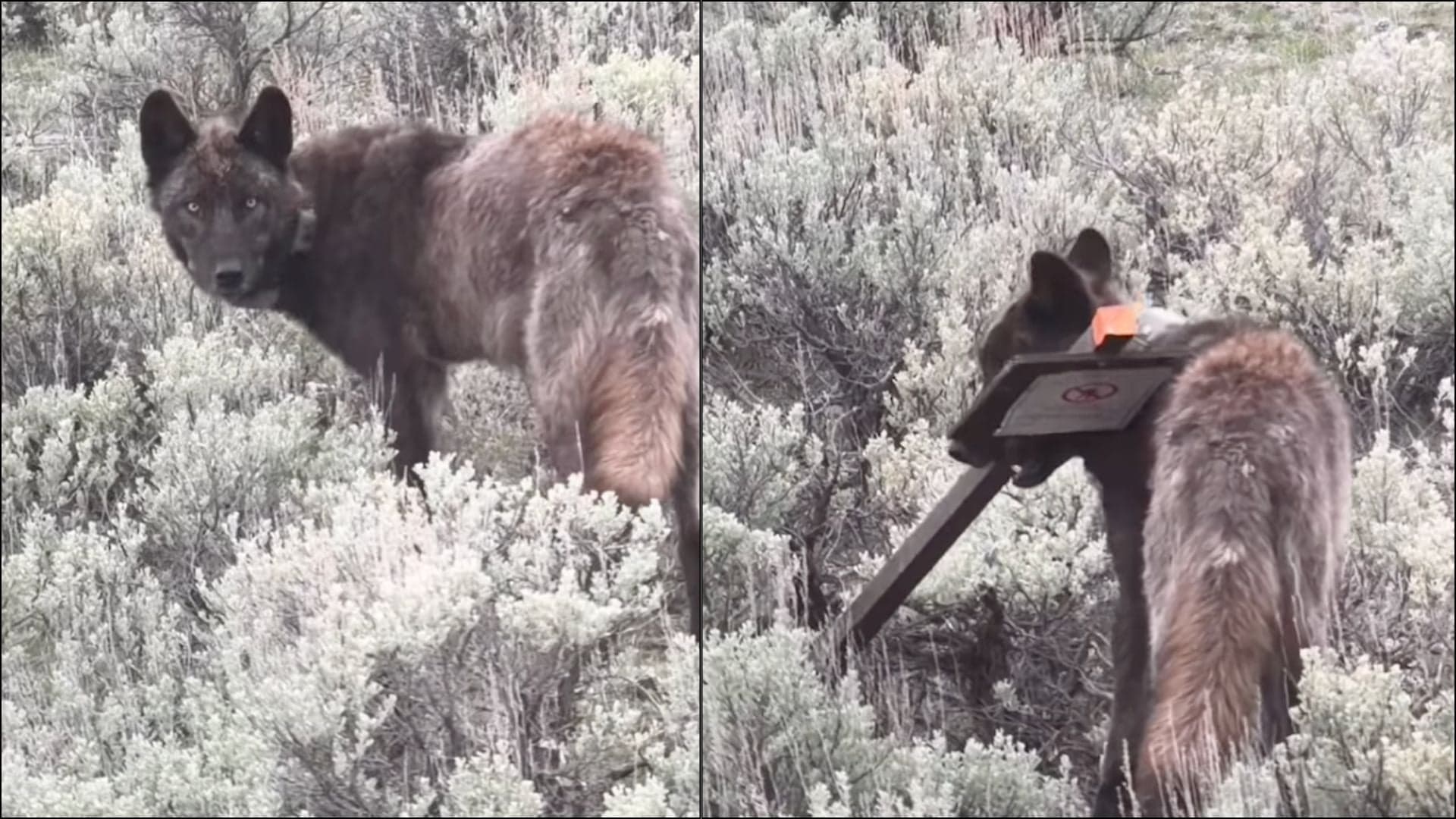 황토타협 국립공원 늑대, 그리즐리 경고판 را 유치玩具로